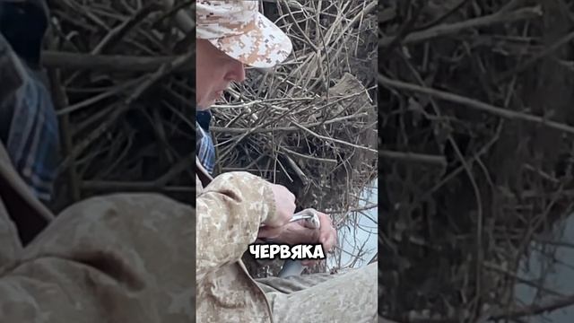 Худосочная чехонь