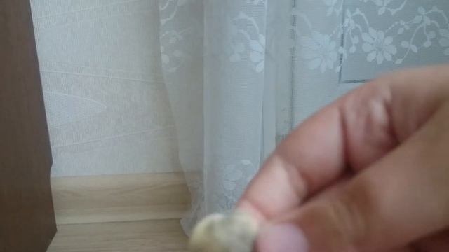 Обзор ракушек из Болгарии смотреть онлайн