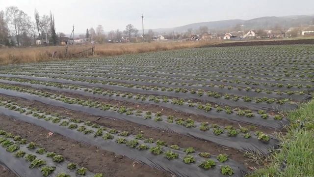 Клубника после зачистки