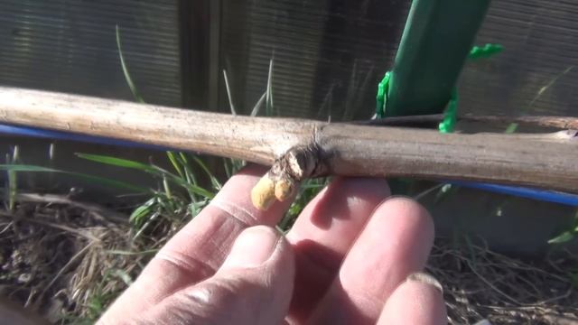 2 я серия. За счет чего стартуют кусты винограда. Сортовые отличия. Когда проломка побегов. смотреть онлайн