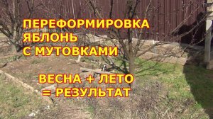 ПЕРЕФОРМИРОВКА ЯБЛОНЬ с МУТОВКАМИ. ВЕСНА + ЛЕТО = РЕЗУЛЬТАТ