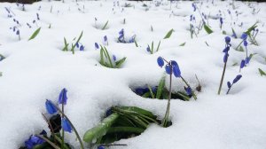 Глупые снежинки Ю  Шатунов