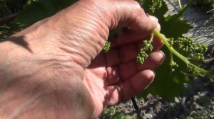 ИЮНЬ! Виноград ДО ЦВЕТЕНИЯ и ВО ВРЕМЯ ЦВЕТЕНИЯ. ЧТО надо СДЕЛАТЬ