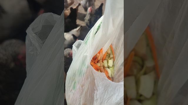 Вкусные витамины для курочек🐔