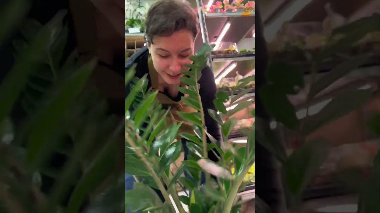 ЛЮБИМЫЕ ЗАМИОКУЛЬКАСЫ