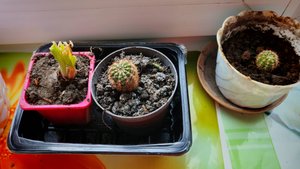 мои кактусы на окне, выращиваю кактусы, жизнь в деревне, деревенские будни
