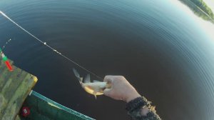 Открытие рыбалки на Селигере.Поплавок с лодки -глубина 10 метров. .Поклёвки крупным планом .