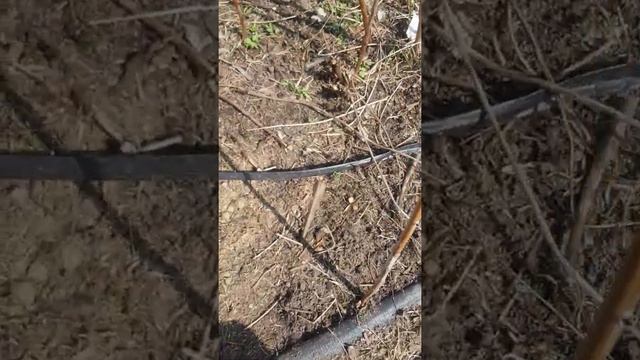 весенняя обрезка малины подмосковье . 2 часть смотреть онлайн