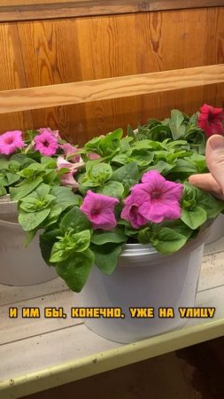 Борьба с петуниями