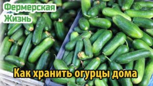 Как правильно хранить огурцы дома