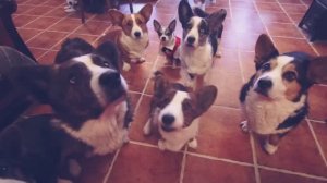 Первое свидание двух собак: Эйван и Ведьма знакомятся 💑🐕