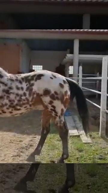 Шубар айғыр зор екен ия🔥🐎