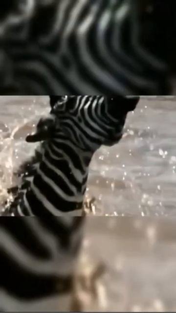 Africa Wild Animals - Wild Animals - Animal World #285 | #shorts | смотреть онлайн