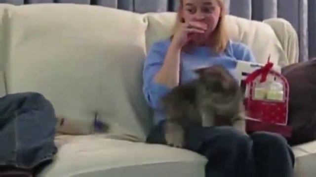 ПРИКОЛЫ С КОТАМИ! - Самые смешные животные! СМЕШНЫЕ КОТЫ!