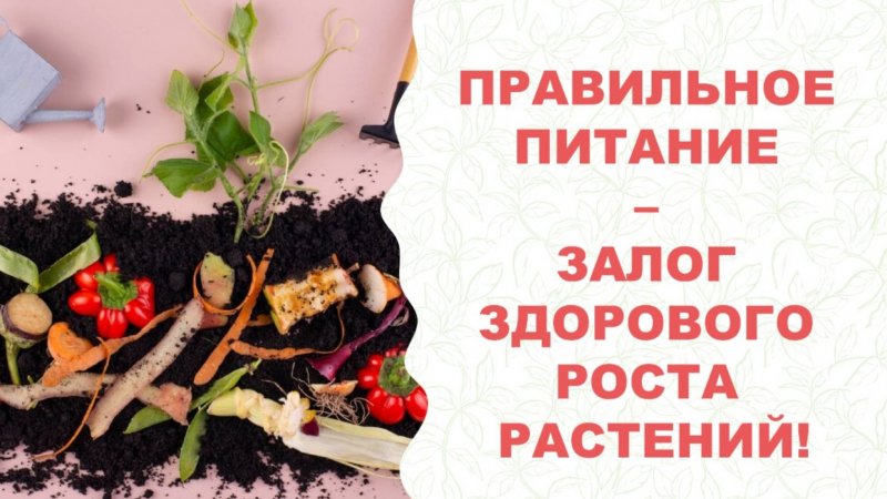Чем улучшить почву? Чем подкормить растения? Ответ один: серия удобрений Гуми-Оми БашИнкома