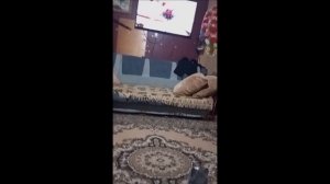 Настя и Мурка , утро начинается 🙀🙂