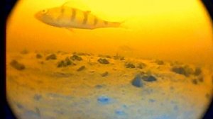 окунь в камере