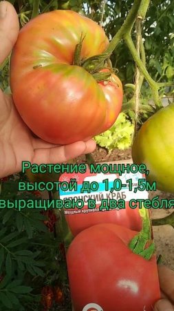 Томат Японский Краб !!