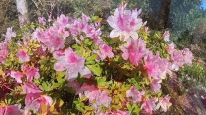 Ботанический сад в городе Даллас штата Техас, США - март 2025 года