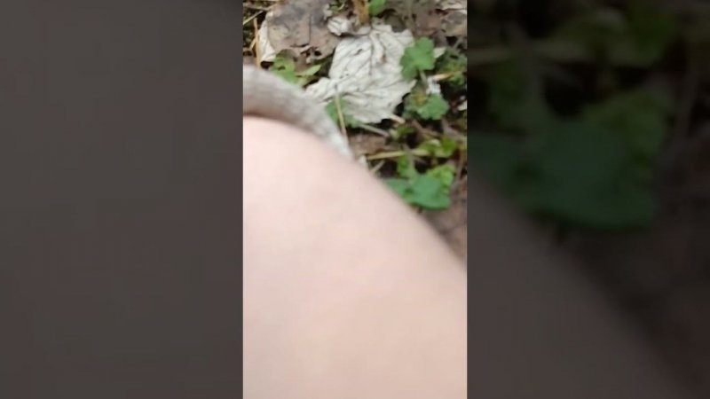 Уход за малиной