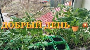 ЭКОНОМИЯ ПРИ ВЫРАЩИВАНИИ РАССАДЫ.#дом,деревня,огород