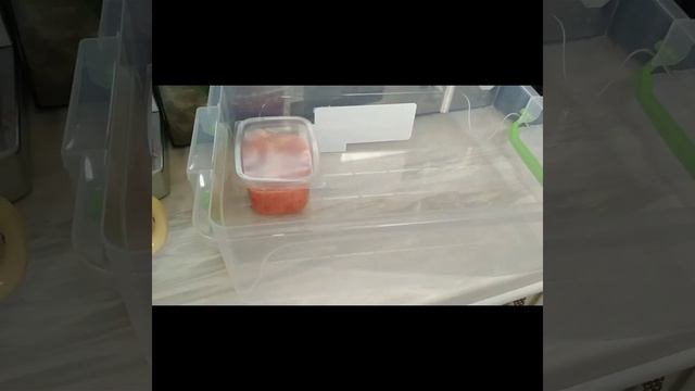 Томатпаста смотреть онлайн