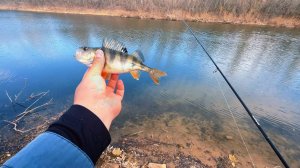 Ловля окуня весной в Волго-Ахтубинской пойме