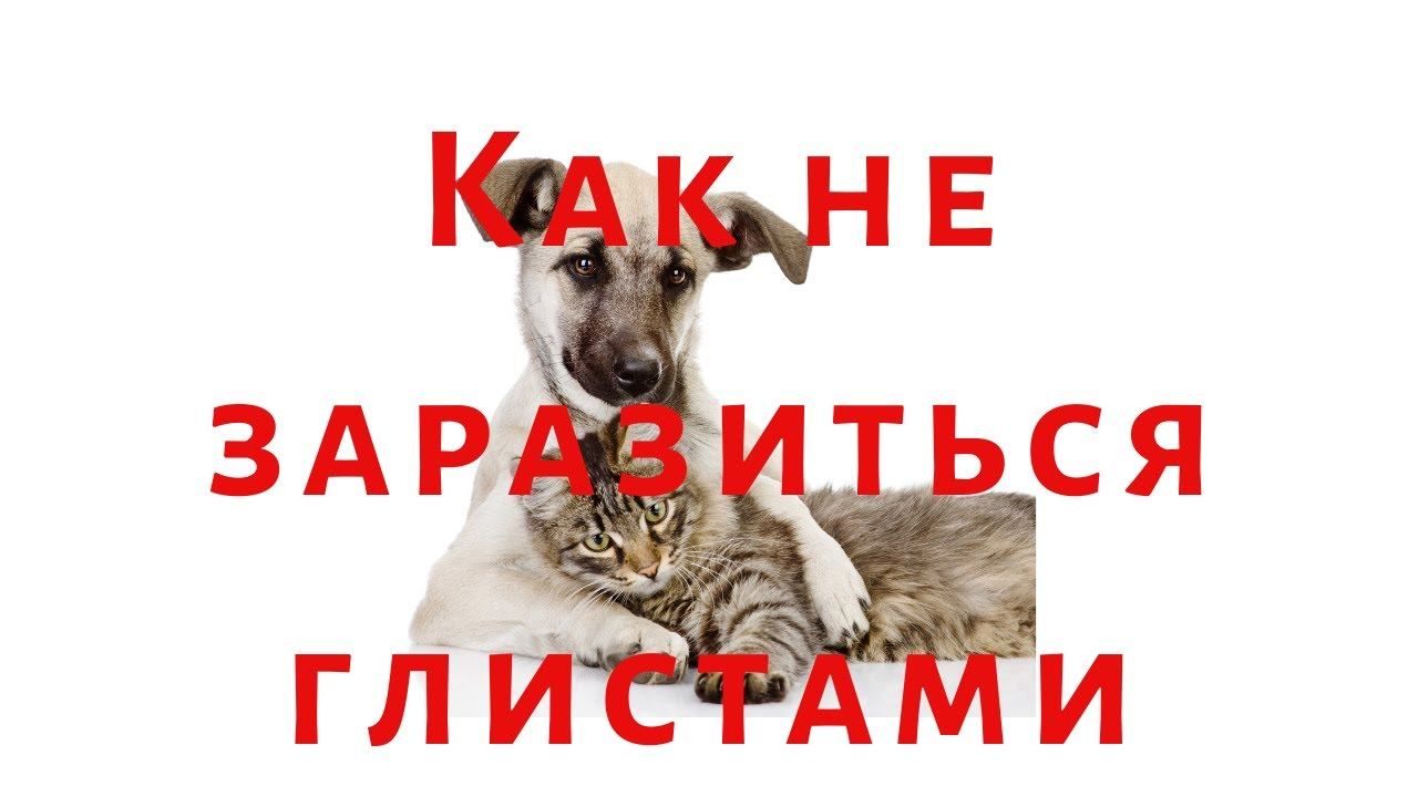 Можно ли заразиться глистами от кошки или собаки?