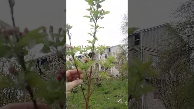 05.04.2025 яблоня Орфей