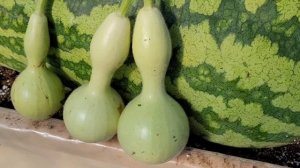 Привитый арбуз. Растим?