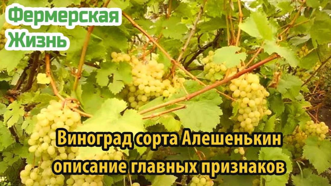 Виноград десертного сорта Алешенькин  выращивания и сбора урожая