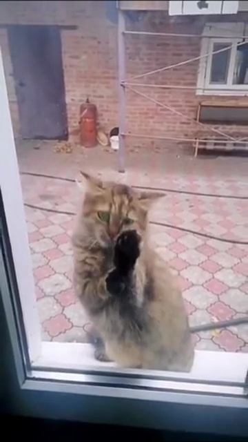 🐭 Открывайте, я с добычей