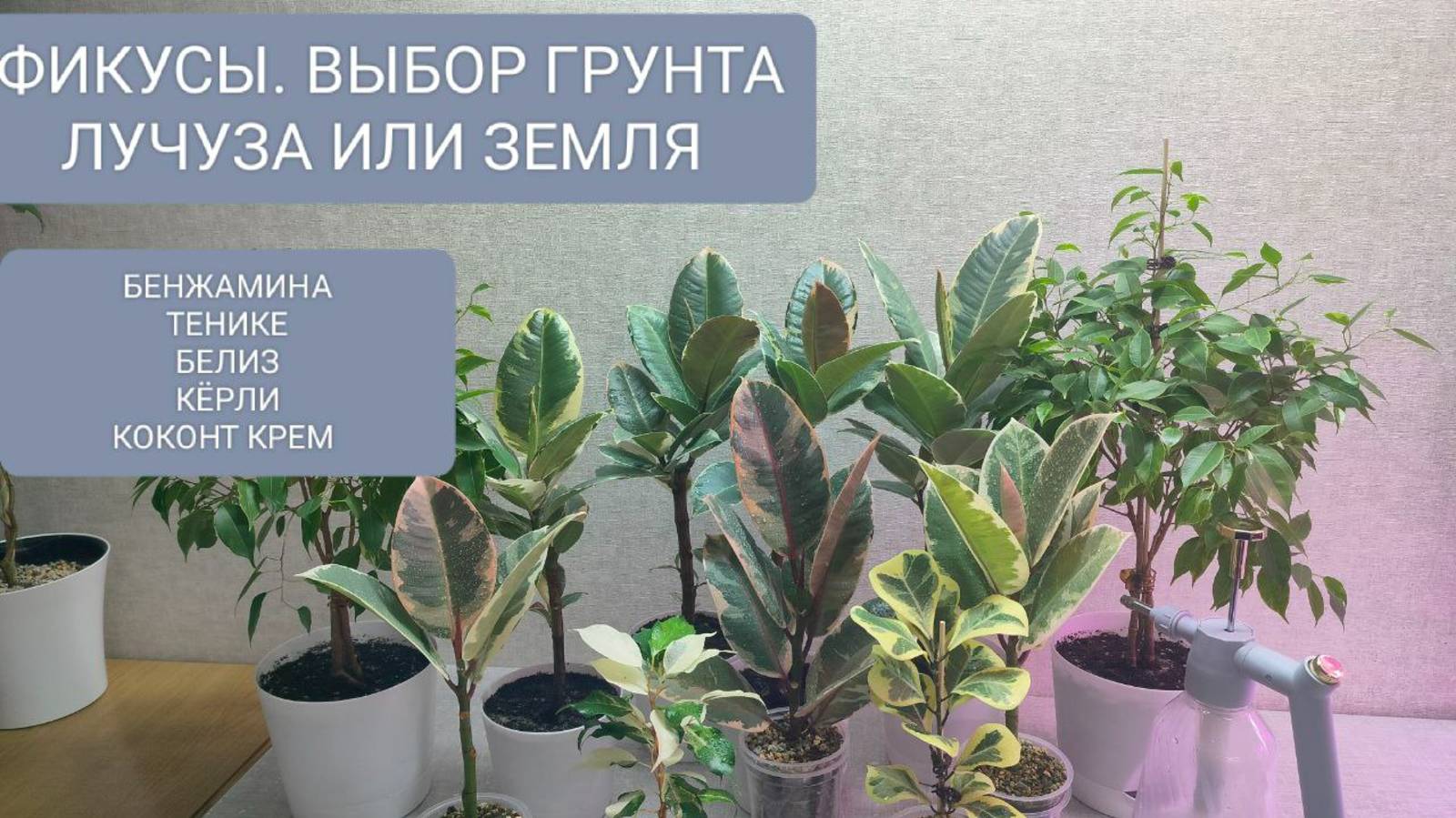 🟣ФИКУСЫ. ВЫБОР ГРУНТА. ЛЕЧУЗА ИЛИ ЗЕМЛЯ. ТОНКОСТИ СОДЕРЖАНИЯ.