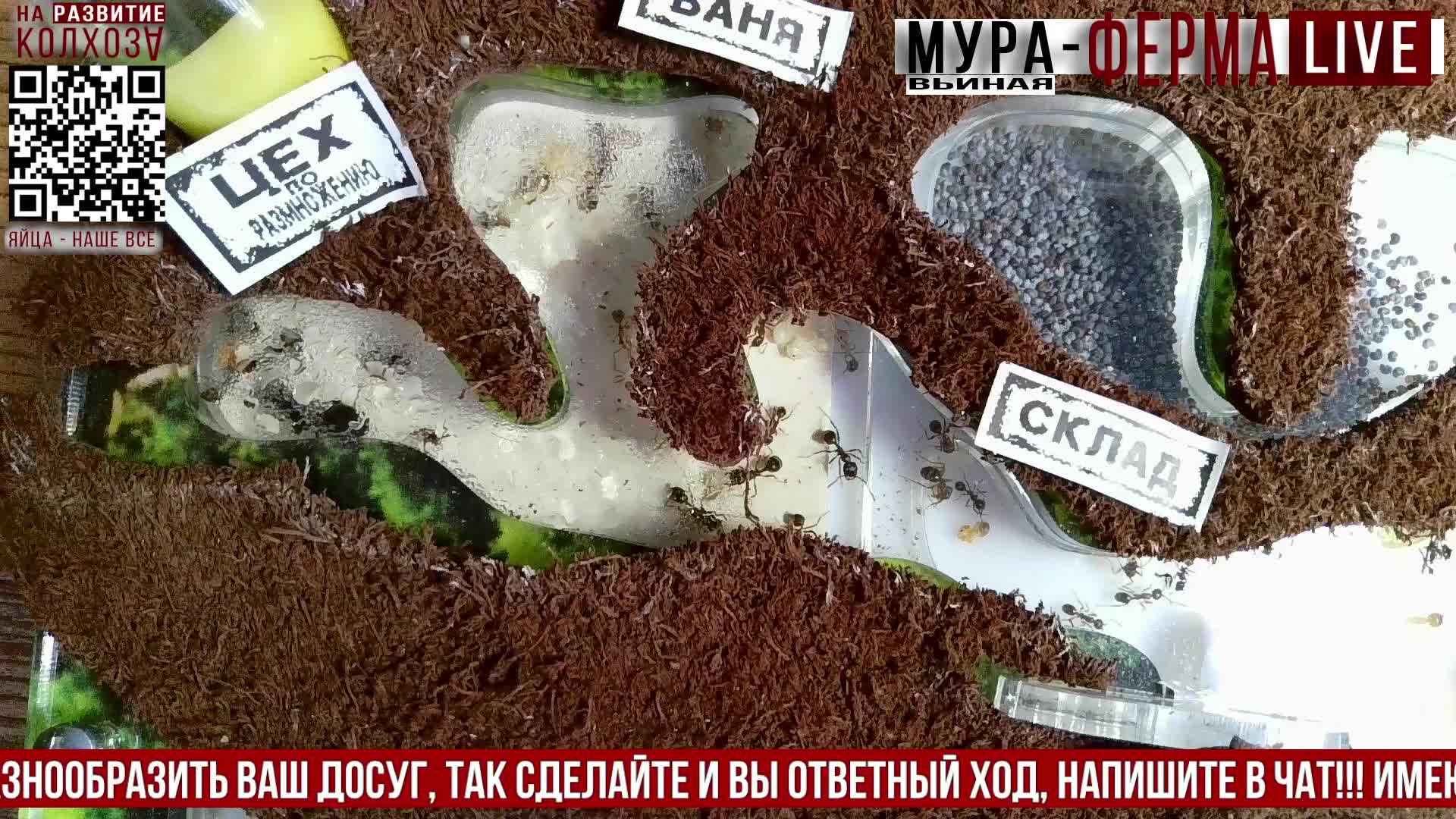 МУРА-ферма LIVE.Бункер 35.Муравьиная ферма!Муравьи Жнецы.+радио "Мураши LIVE".