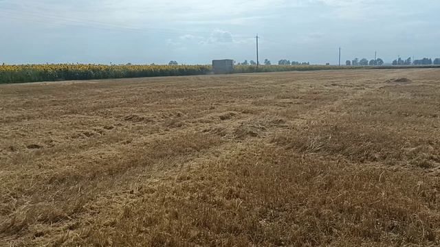 УБОРКА 2023! Комбайны на ячмене! смотреть онлайн