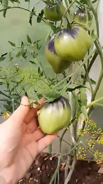 ТОМАТ СЕРЖАНТ ПАСКАЛЬ 🍅  Томаты с антоцианом Лучшие сорта помидор🍅