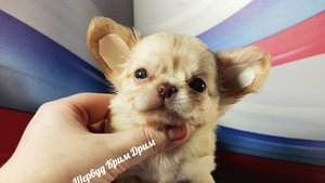 Мари Мистик Шервуд Крим Дрим #купитьчихуахуапродаю 89215950848