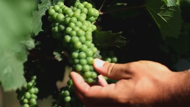 Винодельня  Как это устроено  Discovery