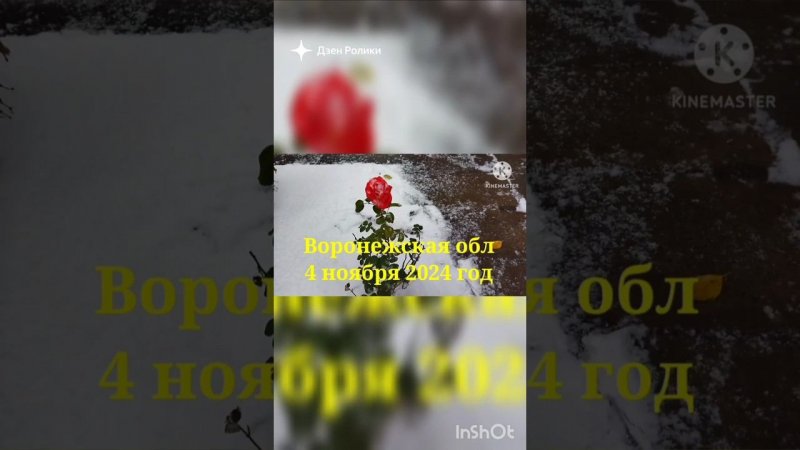 ❄️Розочка на снегу❄️У нас выпал снег❄️