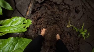 Barefoot in mud on a coastal forest walk