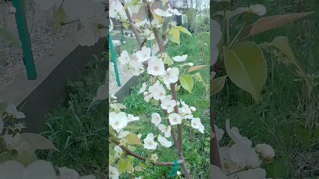 05.04.2025 груша Нарт