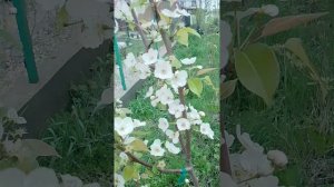 05.04.2025 груша Нарт