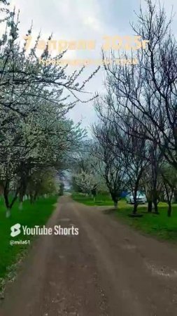 Весна на Кубани 2025#краснодарский край