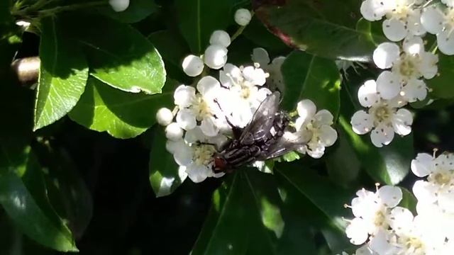 Ścierwica mięsówka Sarcophaga carnaria mucha muchówka смотреть онлайн