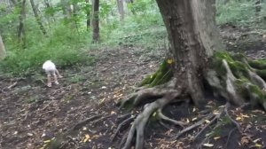 СЦЕНАРИЙ №11 Прогулка по городу Владикавказ с девочками