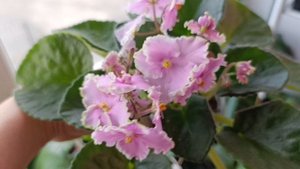 Фиалка Pink Summit