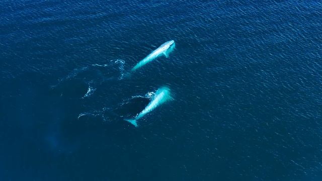 Tranquil Ocean Giants ｜ Stunning Drone Views of Blue Whales in Mexico ｜ 4K смотреть онлайн