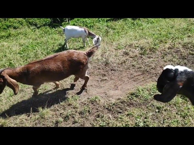 Блаженство, нега и отличное настроение! смотреть онлайн