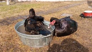 Банные процедуры у Изумрудов 🦆🫧🚿🛁