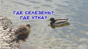 Утка Кряква. Птицы России. Как отличить утку от селезня. Ответ в конце видео. Орнитология